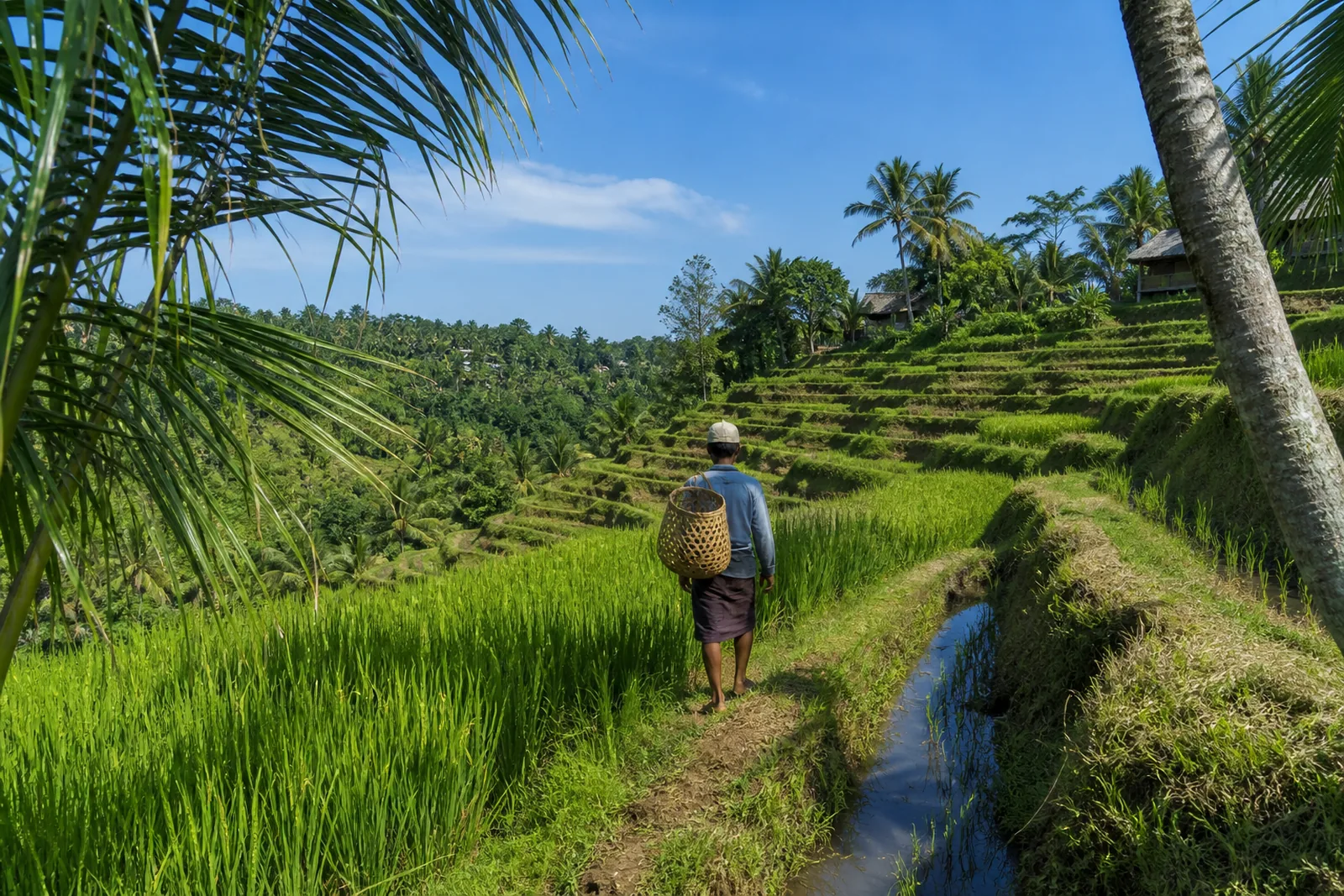 Indonesia Pledges Year-Long Rice Cover for NTT Earthquake Evacuees