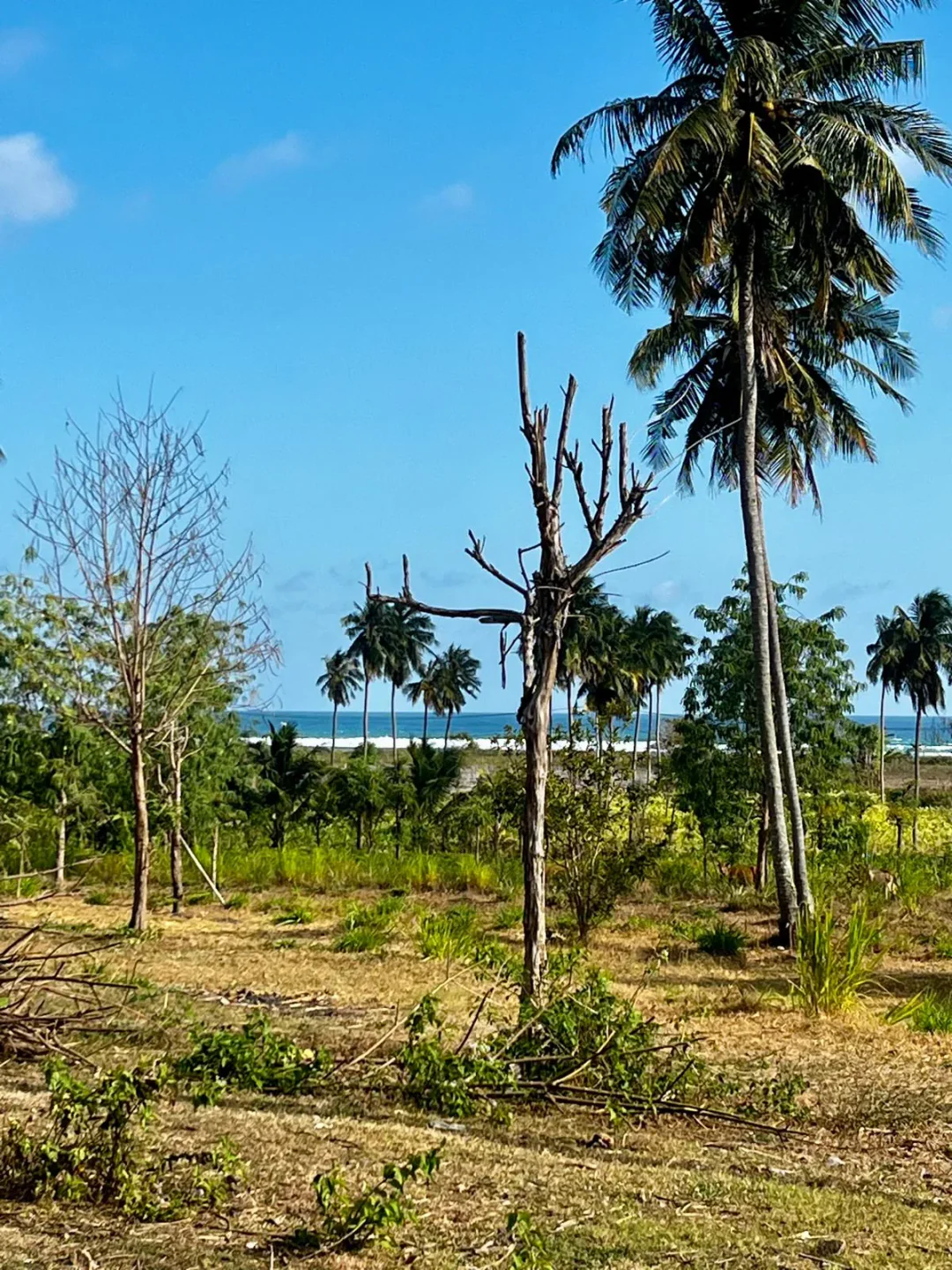 Freehold Land of 30 Are in Torok, Flat with Ocean View photo