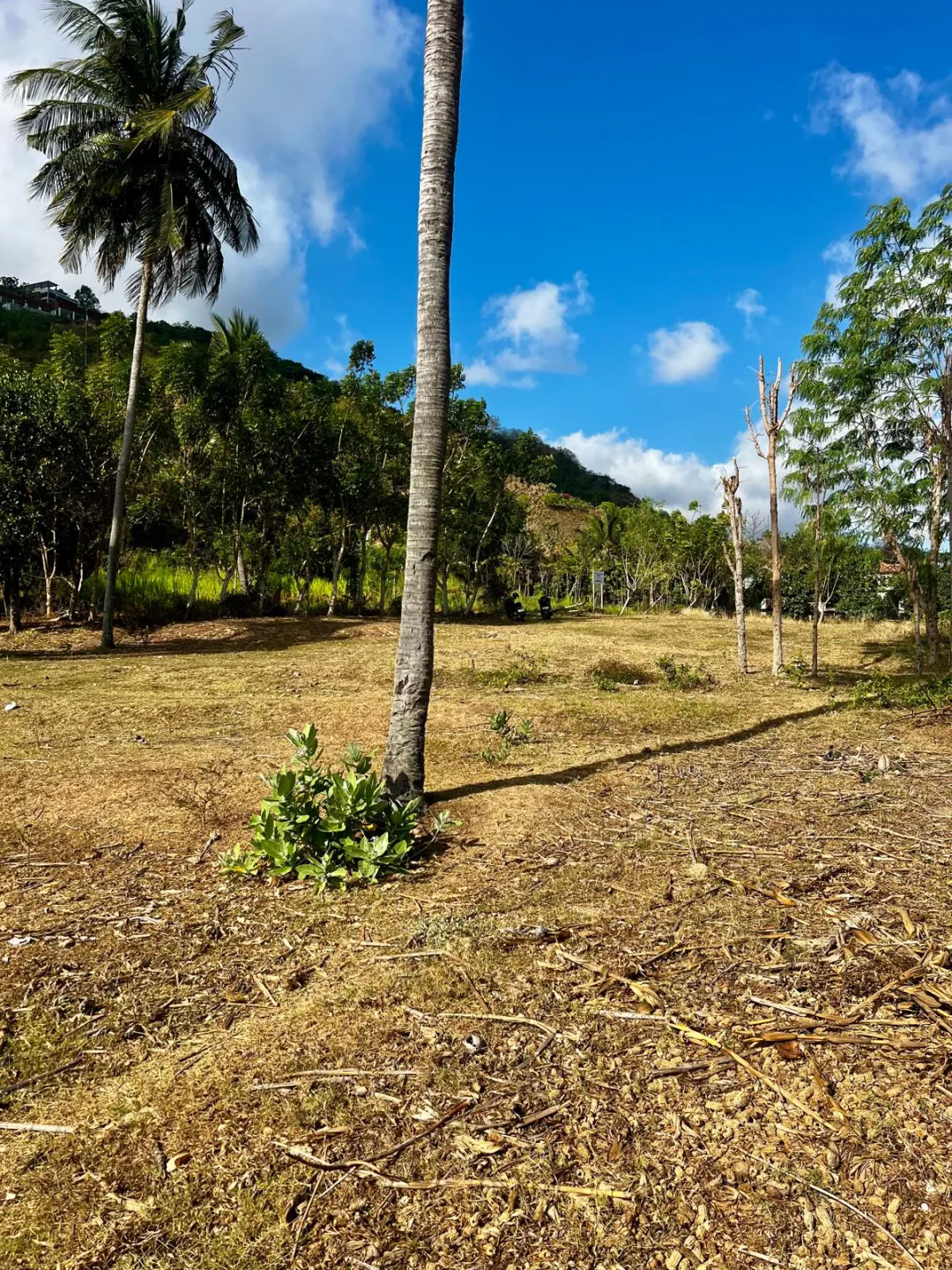 Freehold Land of 30 Are in Torok, Flat with Ocean View photo